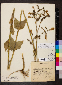 Chelonanthus viridiflorus image