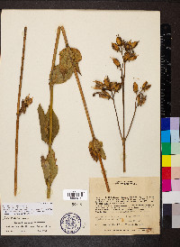 Chelonanthus viridiflorus image