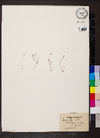 Cicendia filiformis image