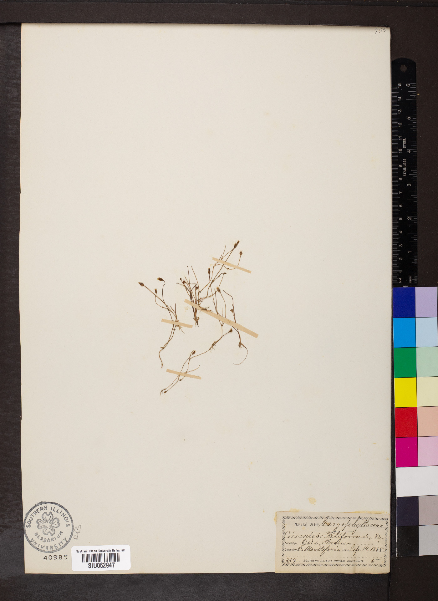Cicendia filiformis image