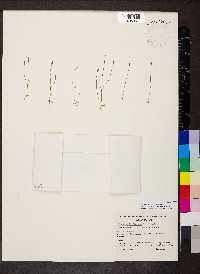 Cicendia filiformis image
