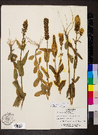 Coutoubea spicata image