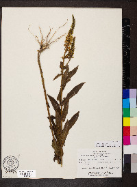 Coutoubea spicata image
