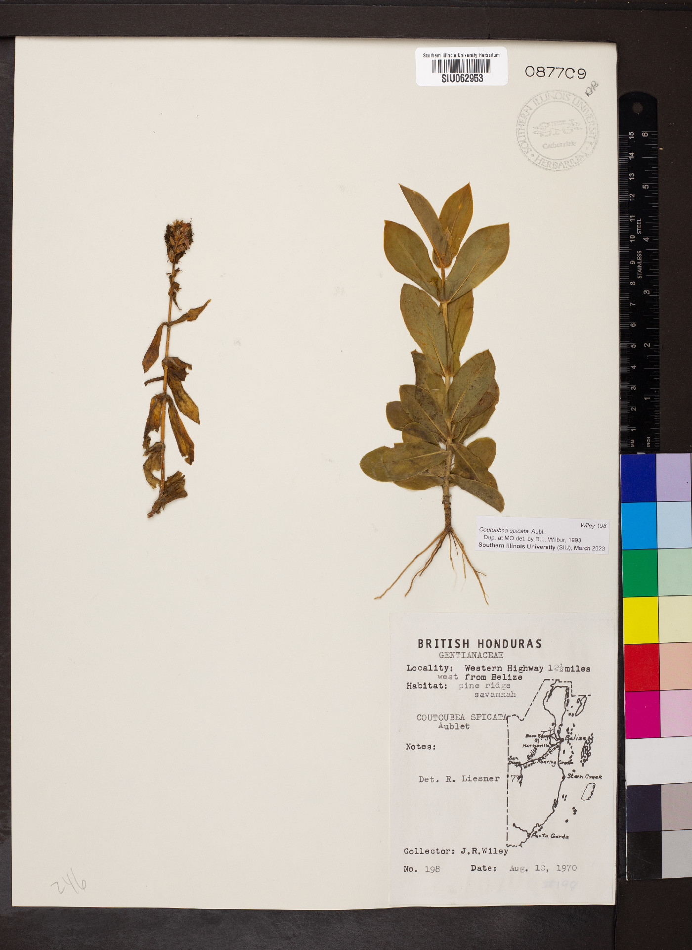 Coutoubea spicata image