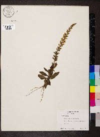 Coutoubea spicata image