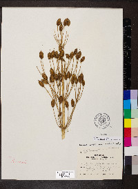 Frasera caroliniensis image