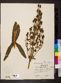 Frasera caroliniensis image