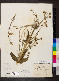 Frasera caroliniensis image