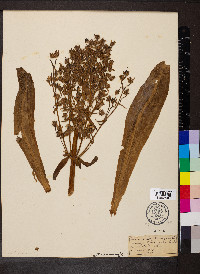Frasera caroliniensis image