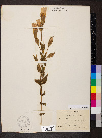 Gentianopsis ciliata image
