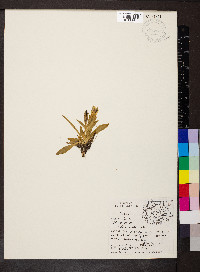 Gentiana algida image