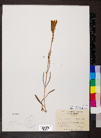 Gentiana autumnalis image