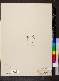Gentianella aurea image