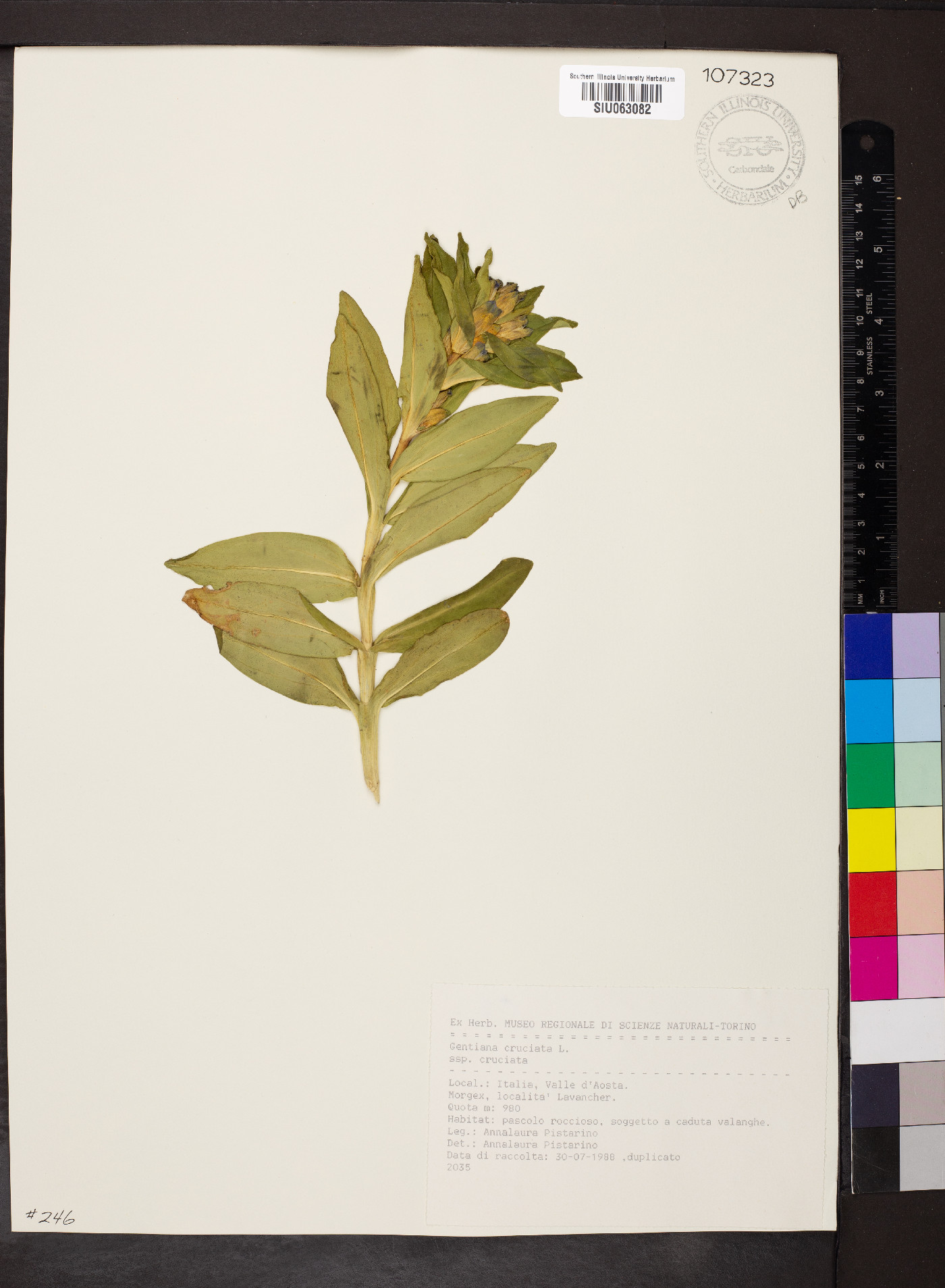 Gentiana cruciata image
