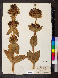 Gentiana lutea image