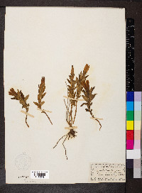 Gentiana pneumonanthe image