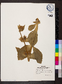 Gentiana punctata image