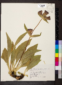 Gentiana purpurea image