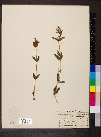 Gentianella amarella image