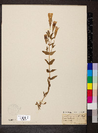 Gentianopsis crinita image