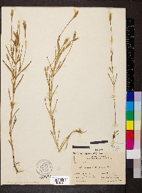 Gentianopsis virgata image