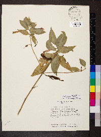 Lisianthius axillaris image