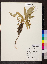 Lisianthius axillaris image