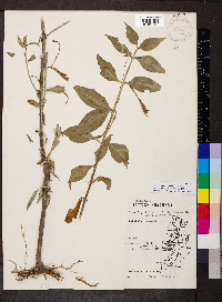 Lisianthius axillaris image