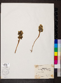 Obolaria virginica image