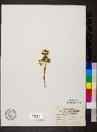 Obolaria virginica image