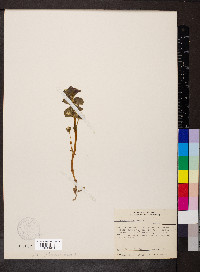 Obolaria virginica image