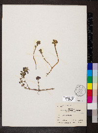 Obolaria virginica image
