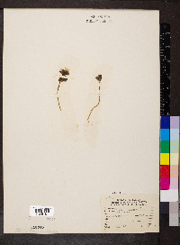 Obolaria virginica image