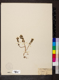Obolaria virginica image