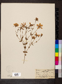 Sabatia angularis image