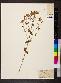 Sabatia angularis image