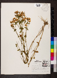 Sabatia angularis image