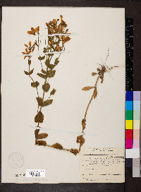 Sabatia angularis image
