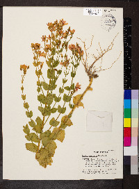 Sabatia angularis image