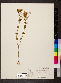 Sabatia angularis image