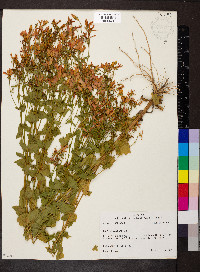 Sabatia angularis image