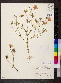 Sabatia campestris image