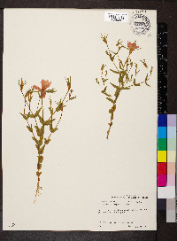 Sabatia campestris image