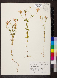 Sabatia campestris image