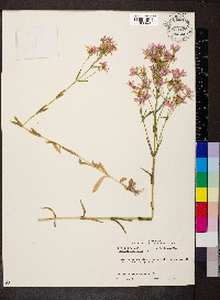 Sabatia brachiata image