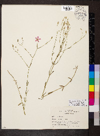 Sabatia campanulata image