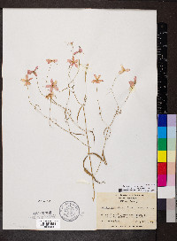 Sabatia campanulata image