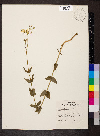 Sabatia difformis image