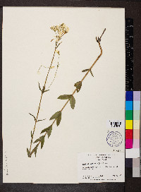 Sabatia difformis image