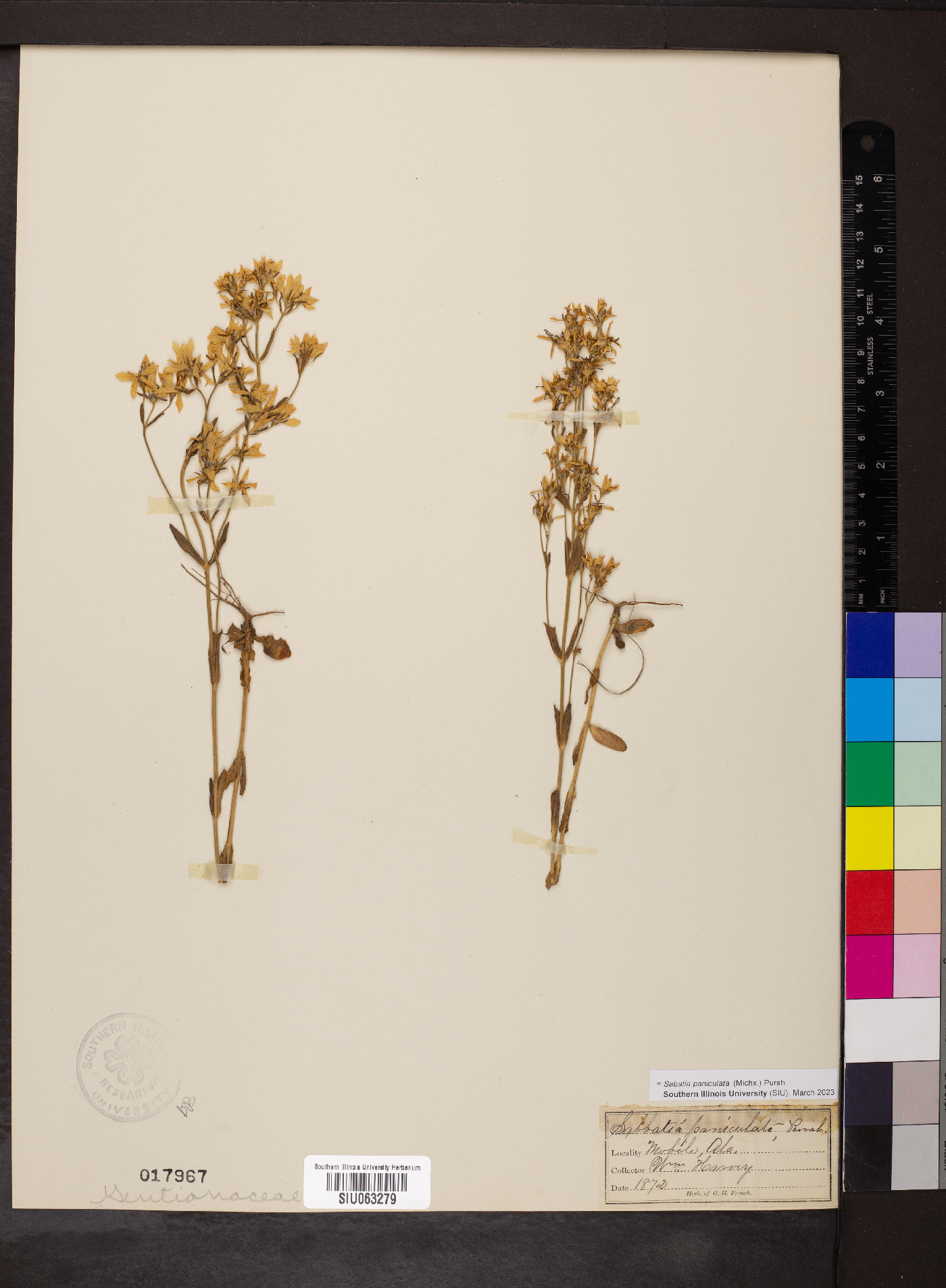 Sabatia paniculata image